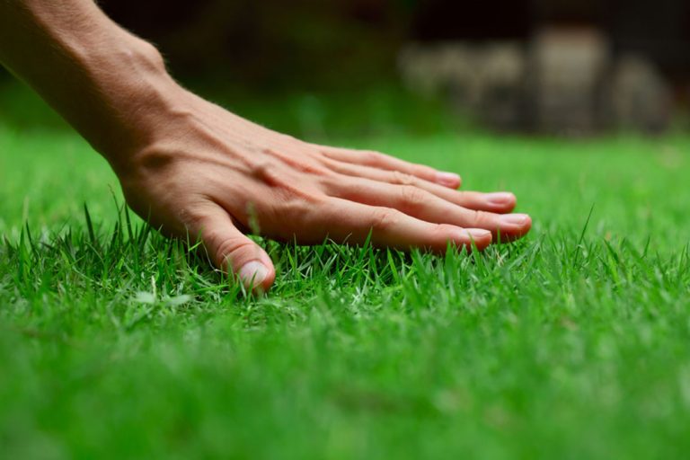 Simple, Easy Lawn Care Tips